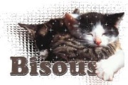 Ilios chat né en septembre 2012  2538842938
